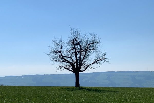 dermitdemstacheldraht